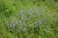 Vicia cracca, tufted vetch, cow vetch, bird vetch, blue vetch violet flowers in meadow selective focus macro