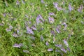 Vicia cracca, tufted vetch, cow vetch, bird vetch, blue vetch violet flowers in meadow selective focus macro