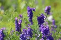 Vicia cracca. Wild vetch flowers on a summer day in Yamal