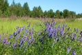 Vicia cracca. Wild vetch in July in the polar regions of Yamal