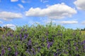 Vicia cracca. Wild vetch thickets on a summer day in Yamal