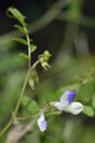 Vicia cypria