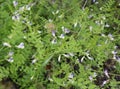 Vicia cypria