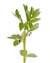 Vicia faba broad bean, fava bean, or faba bean, cover crop Horse bean. Flowers isolated Royalty Free Stock Photo