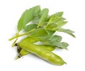 Vicia faba broad bean, fava bean, or faba bean, cover crop Horse bean. Flowers isolated