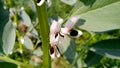 Vicia faba broad bean horse bean plant leaves flowers stock photo Royalty Free Stock Photo