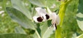 Vicia faba broad bean horse bean flowers stock photo Royalty Free Stock Photo