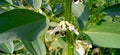 Vicia faba broad bean horse bean plant leaves and flowers stock photo Royalty Free Stock Photo