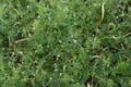 Vicia hirsuta Hairy tare