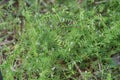 Vicia hirsuta Hairy tare