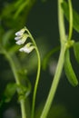 Vicia hirsuta