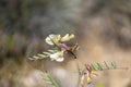 Vicia hybrida L. This species is accepted, and its native range is Medit. to Central Asia and Afghanistan.