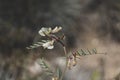 Vicia hybrida L. This species is accepted, and its native range is Medit. to Central Asia and Afghanistan. Royalty Free Stock Photo