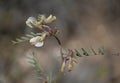 Vicia hybrida L. This species is accepted, and its native range is Medit. to Central Asia and Afghanistan. Royalty Free Stock Photo