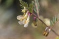 Vicia hybrida L. This species is accepted, and its native range is Medit. to Central Asia and Afghanistan. Royalty Free Stock Photo