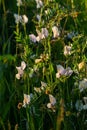 Vicia lutea - smooth yellow vetch. Spring wildflowers on a sunny day in the meadow