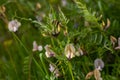 Vicia lutea - smooth yellow vetch. Spring wildflowers on a sunny day in the meadow