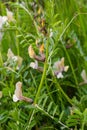 Vicia lutea - smooth yellow vetch. Spring wildflowers on a sunny day in the meadow