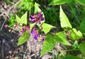 Vicia ohwiana Hosok. family Fabaceae in the bay of Akhlestyshev on the island of Russian. Russia, Vladivostok