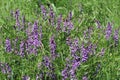 Vicia sativa, known as the common vetch, garden vetch, tare or simply vetch, is a nitrogen-fixing leguminous plant in the family