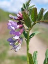 Vicia Sepium Royalty Free Stock Photo