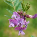 Vicia sepium Royalty Free Stock Photo