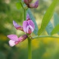 Vicia sepium (bush vetch) Royalty Free Stock Photo