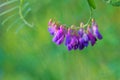 Vicia sepium Royalty Free Stock Photo