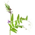 Vicia sepium flower Royalty Free Stock Photo