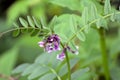 Vicia sepium grows in nature Royalty Free Stock Photo