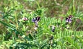 Vicia sepium grows in nature Royalty Free Stock Photo