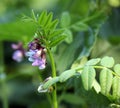 Vicia sepium grows in nature Royalty Free Stock Photo