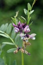 Vicia sepium grows in nature Royalty Free Stock Photo