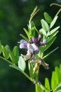 Vicia sepium grows in nature Royalty Free Stock Photo
