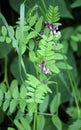 Vicia sepium grows in nature Royalty Free Stock Photo