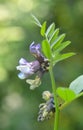 Vicia sepium grows in nature Royalty Free Stock Photo