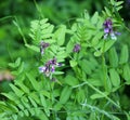 Vicia sepium grows in nature Royalty Free Stock Photo