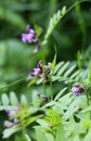 Vicia sepium grows in nature Royalty Free Stock Photo