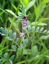 Vicia sepium grows in nature Royalty Free Stock Photo