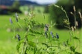 Vicia sepium_Zaunwicke on a meadow Royalty Free Stock Photo