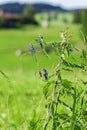 Vicia sepium_Zaunwicke_vertical on a meadow Royalty Free Stock Photo