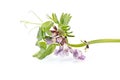 Vicia or vetches Royalty Free Stock Photo