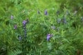 Vicia villosa flower, known as the hairy vetch, fodder vetch or winter vetch Royalty Free Stock Photo