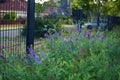 Vicia villosa flowers in June. Berlin, Germany