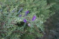 Vicia villosa flowers in June. Berlin, Germany