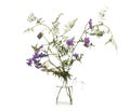 Vicia villosa fodder vetch or winter vetch in a glass vessel on a white background Royalty Free Stock Photo