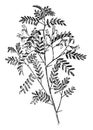 Viciifolia Sophora vintage illustration