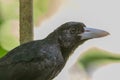 Black Butcherbird in Australia