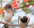 Pied Butcherbird in Australia