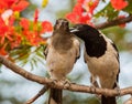 Pied Butcherbird in Australia